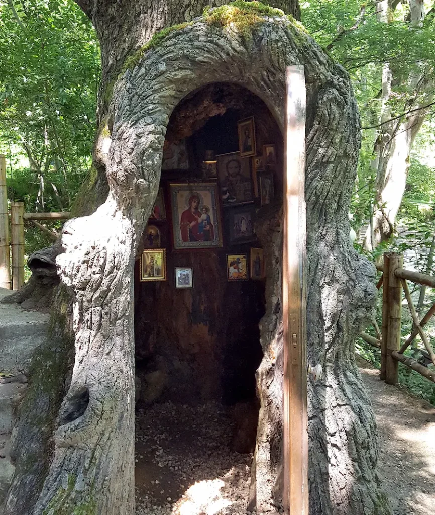 Botanischer Garten Kutaisi Eiche
