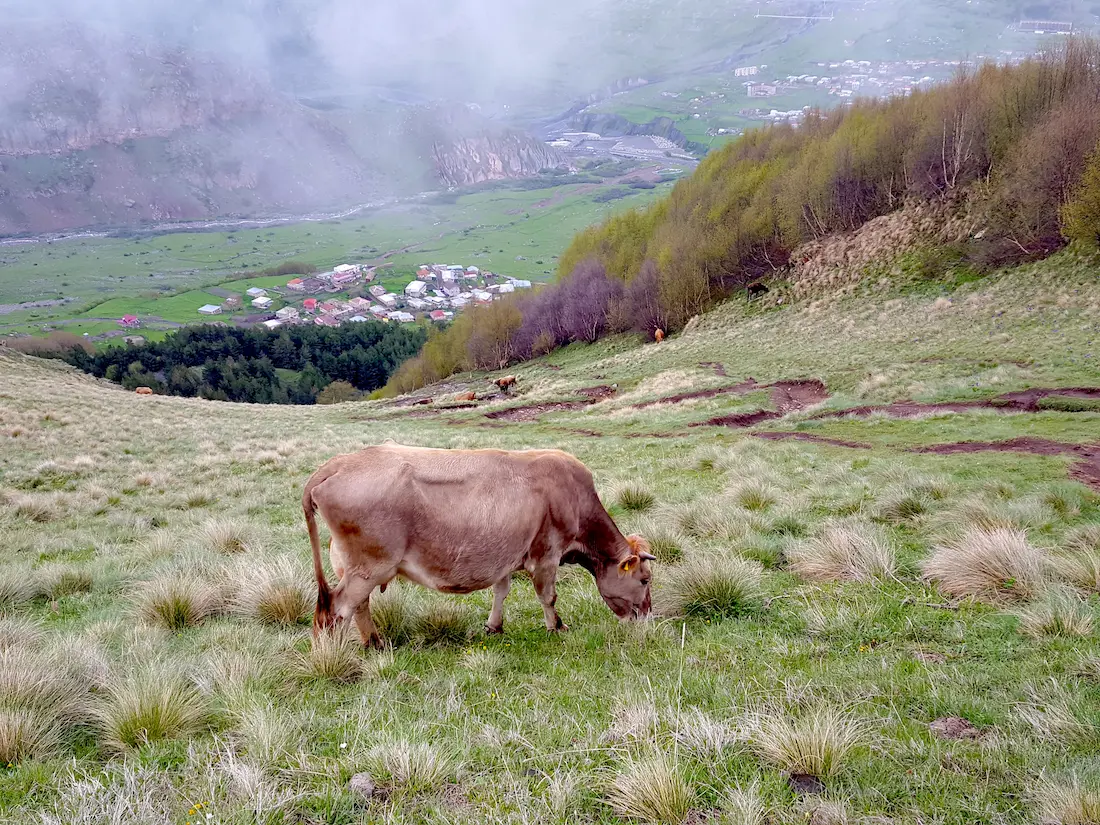 Kühe auf Wanderwegen in Kazbegi