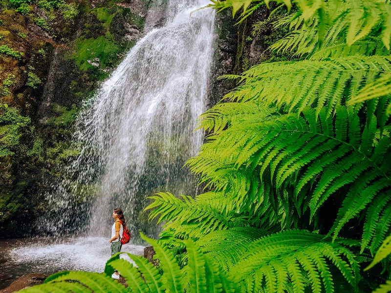 Regenwald im Mtirala-Nationalpark