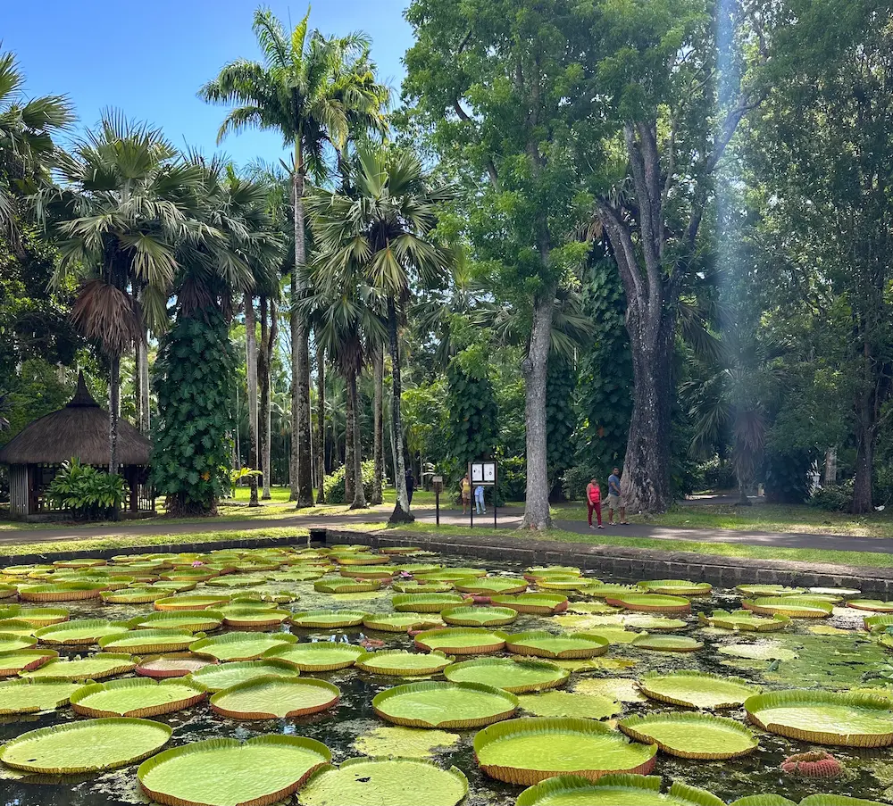 Botanischer Garten Pamplemousses