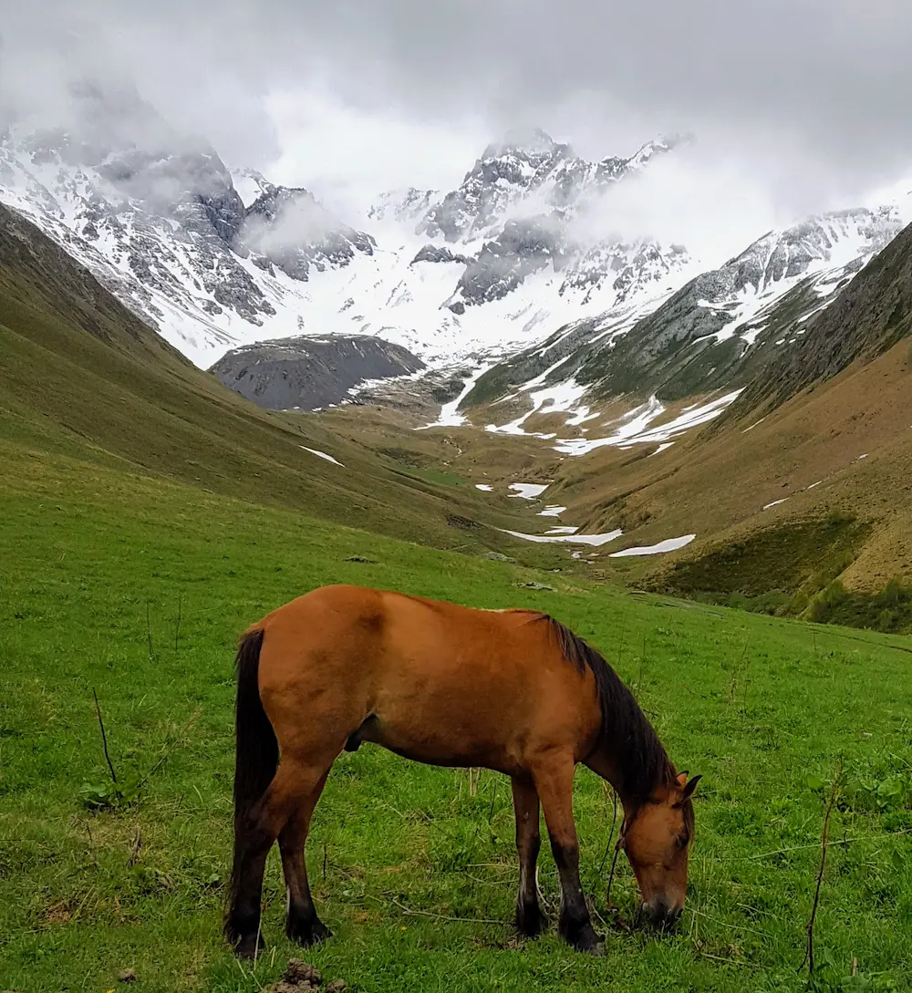 Pferde bei Juta in Georgien