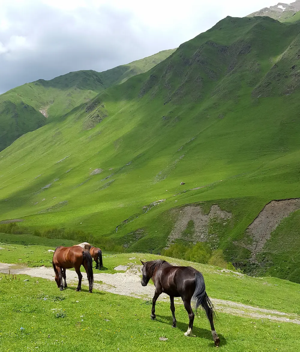 Pferde bei Ushguli